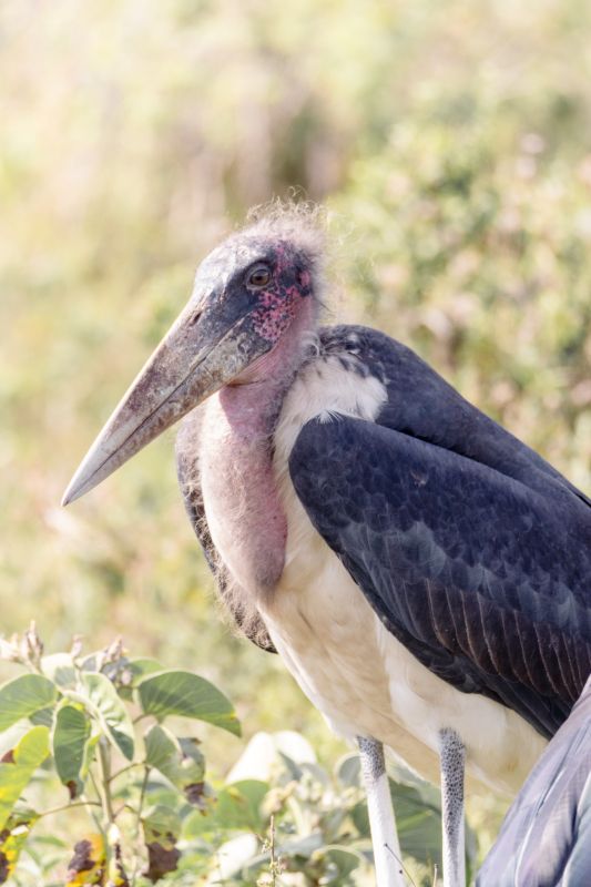 Marabu Portrait in der mara Siana conservancy in Kenia